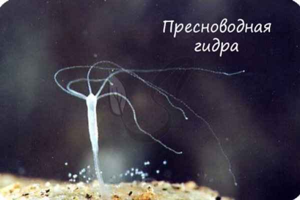 Kra40.cc Вход на сайт главная страница