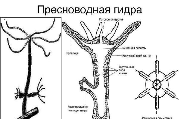 Заказать даркнет