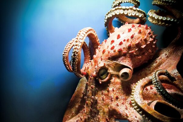 Kraken19 at