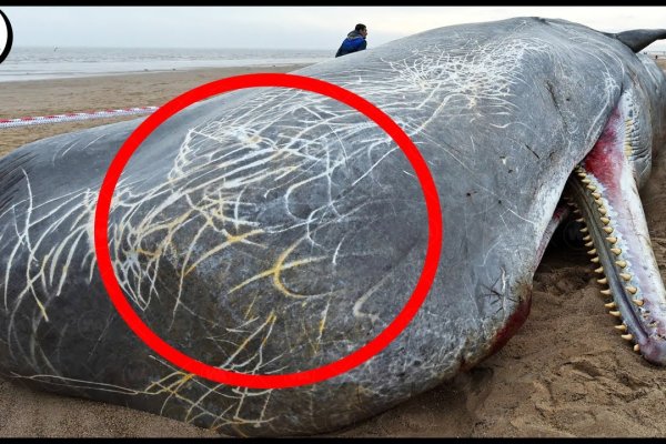Как найти актуальную ссылку на кракен